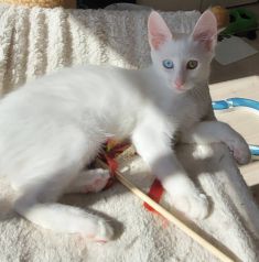 kittens is born !!