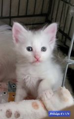 kittens is born !!