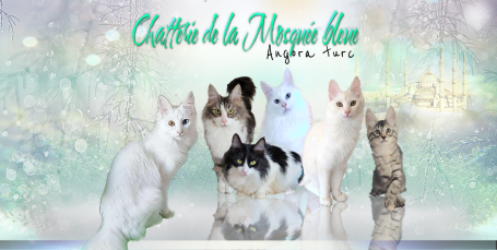 kittens is born !!